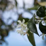 Nyaraló Aegean's Whispery Seafront Horeftó